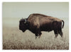Brutus Wall Art